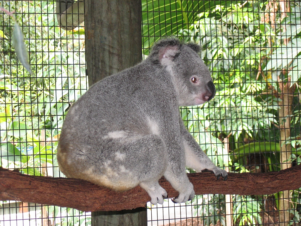 CairnsTC176 Cairns Tropical Zoo.jpg